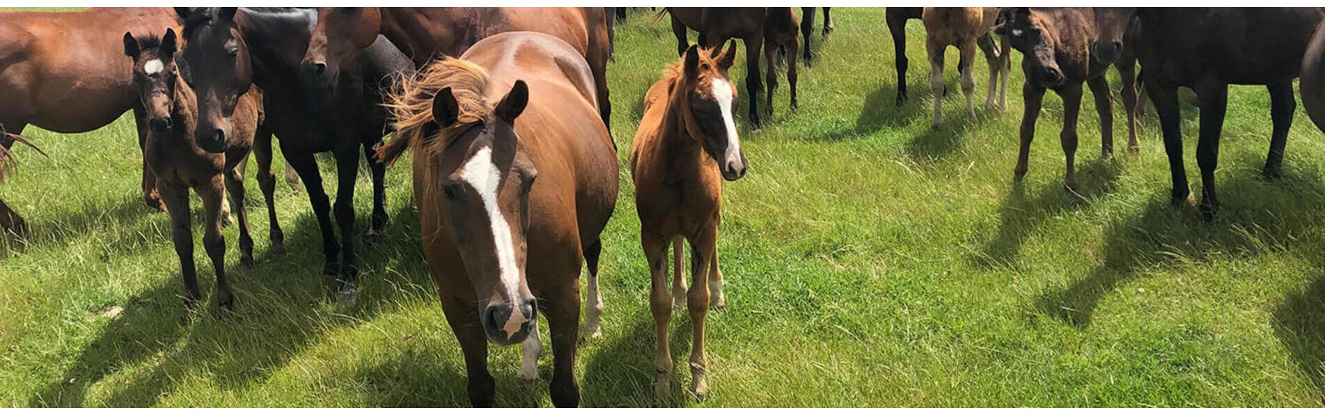 https://kronopolo.fr/image/cache/catalog/Blog%20Banners/polo%20ponies-1903x596.jpg